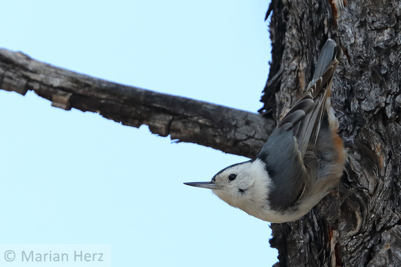 28WL White-breasted Nuthatch