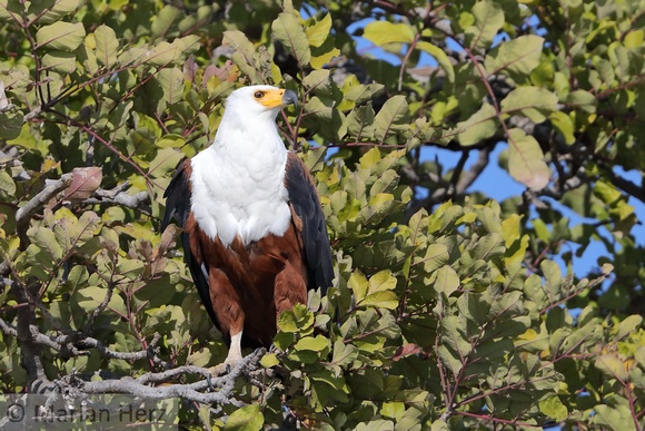 348Cho African Fish Eagle (3)
