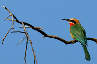 17Zam White-fronted Bee Eater
