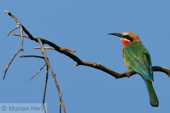 17Zam White-fronted Bee Eater