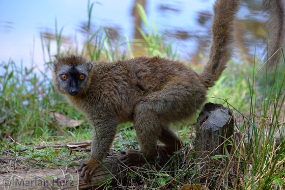 558And Lemur, Red-Fronted Brown