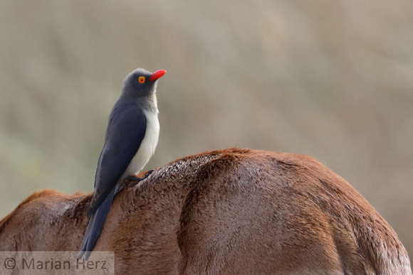 165Khw Red-billed Oxpecker (1)