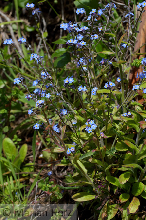 22Ste Forget-me-nots