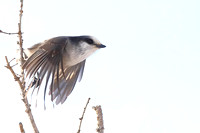 2Ch Grey Jay