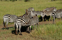 640Ng Common Zebra