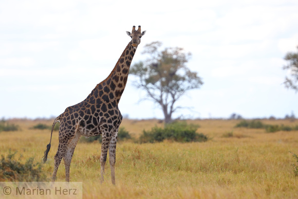 191Khw Giraffe
