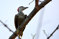 3Pha Cardinal Woodpecker