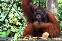 13Sem Bornean Orangutan (58)