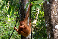 14Sem Bornean Orangutan
