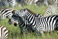 636Ng Common Zebra
