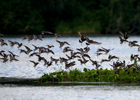 9Sew Short-billed Dowitcher and Hudsonian Godwit (2)