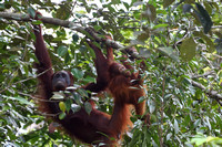 20Sem Bornean Orangutan (88)
