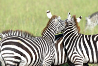 632Ng Common Zebra
