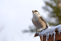 3Ch Grey Jay