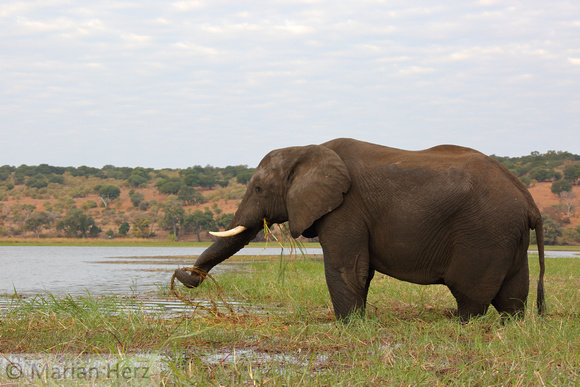 322ChoAfrican Elephant (1)