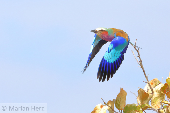 292Sav Lilac-breasted Roller