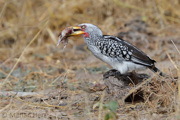 203Khw Yellow-billed Hornbill Eating Mouse