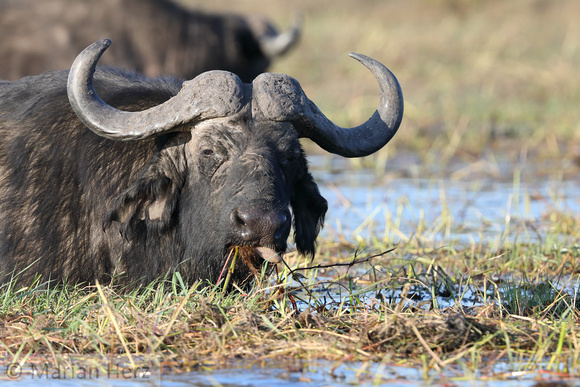 359Cho Cape Buffalo (1)