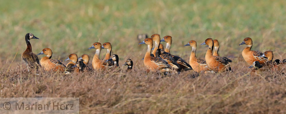 361Cho Fulvous and Whitefaced Whistling Ducks