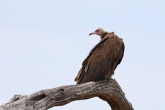 290Sav Hooded Vulture (1)
