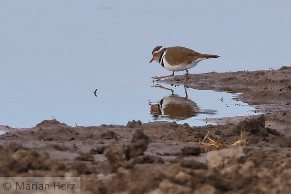 173Khw Three-banded Plover