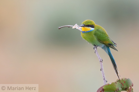 199Khw Swallowtailed Bee-eater