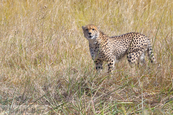 116Khw Cheetah