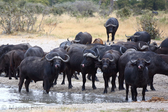 247Sav Cape Buffalo (10)