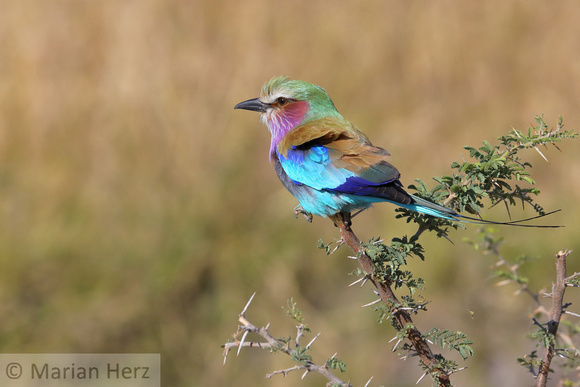 257Sav Lilac-breasted Roller