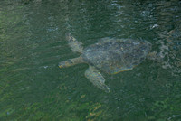 15TB Green Sea Turtle