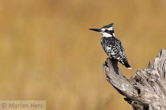 161Khw Pied Kingfisher (2)