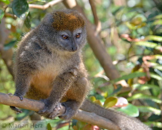 547And Lemur, Eastern Bamboo