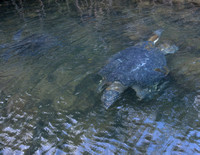 12TB Green Sea Turtle