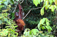 18Sem Bornean Orangutan (79)