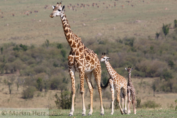 304Ash Masai Giraffe