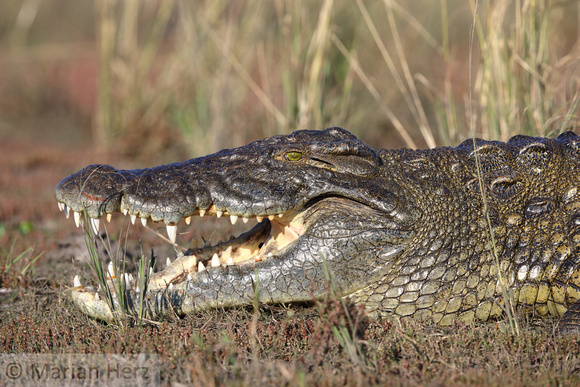 376Cho Nile Crocodile (8)