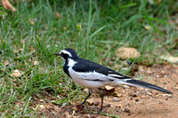 350Ser Pied Wagtail
