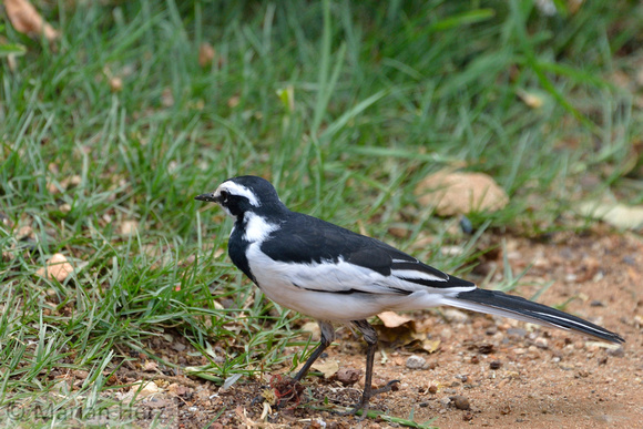 350Ser Pied Wagtail