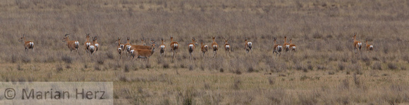 281Erd Mongolian Gazelle