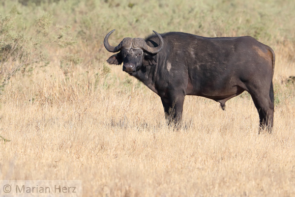 249Sav Cape Buffalo (24)