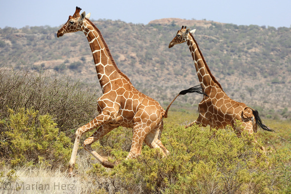 186Sam Reticulated Giraffe