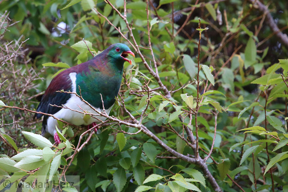 45Ste NZ Wood Pigeon