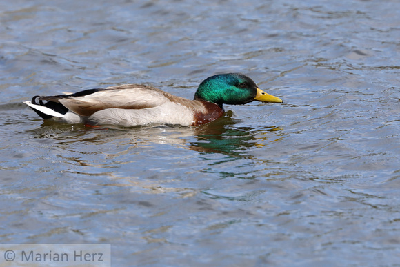 24WL Mallard Duck (2)