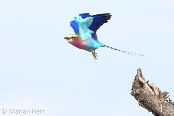 294Sav Lilac-breasted Roller