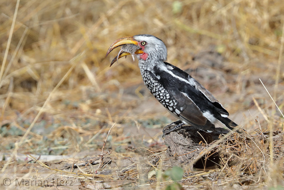 205Khw Yellow-billed Hornbill Eating Mouse