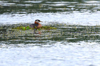2Sew Red-necked Grebe on Nest