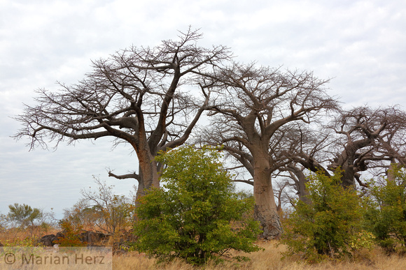 280Sav Baobab Trees