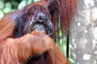 2Sem Bornean Orangutan (6)