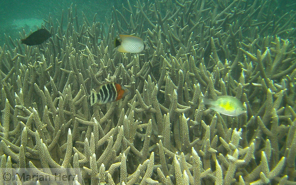 Wrasse Redbreasted and Chevroned Butterflyfish