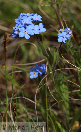 537Whi Forget-me-not